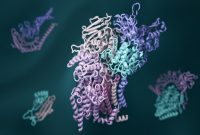 شناسایی خانواده جدیدی از ژن‌ها در باکتری روده با کمک هوش مصنوعی