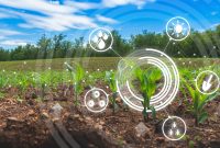 تخمین سطح زیرکشت محصولات کشاورزی استراتژیک توسط هوش مصنوعی
